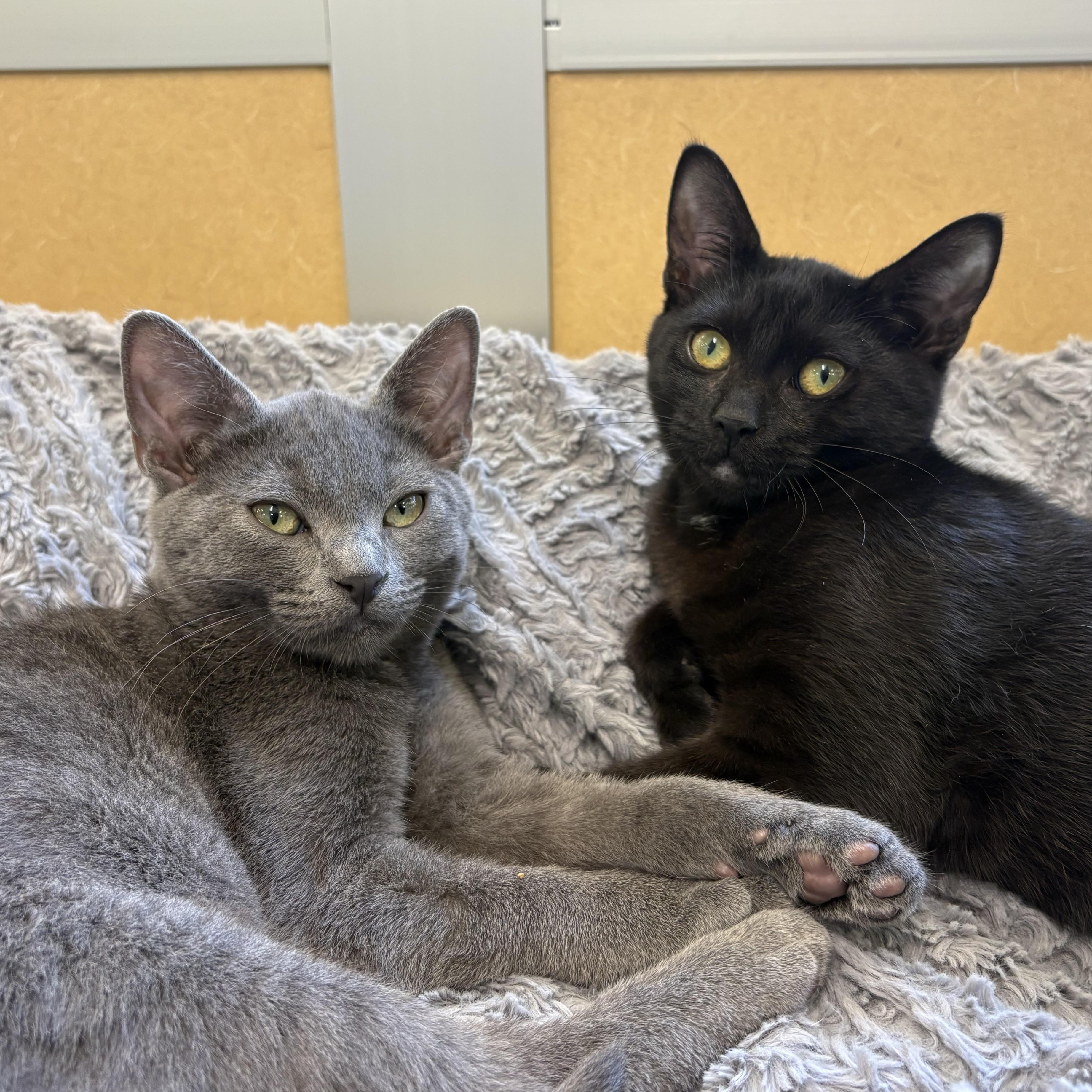 Tippy & Toopy, Adoptable, Kitten Male Domestic Short Hair.