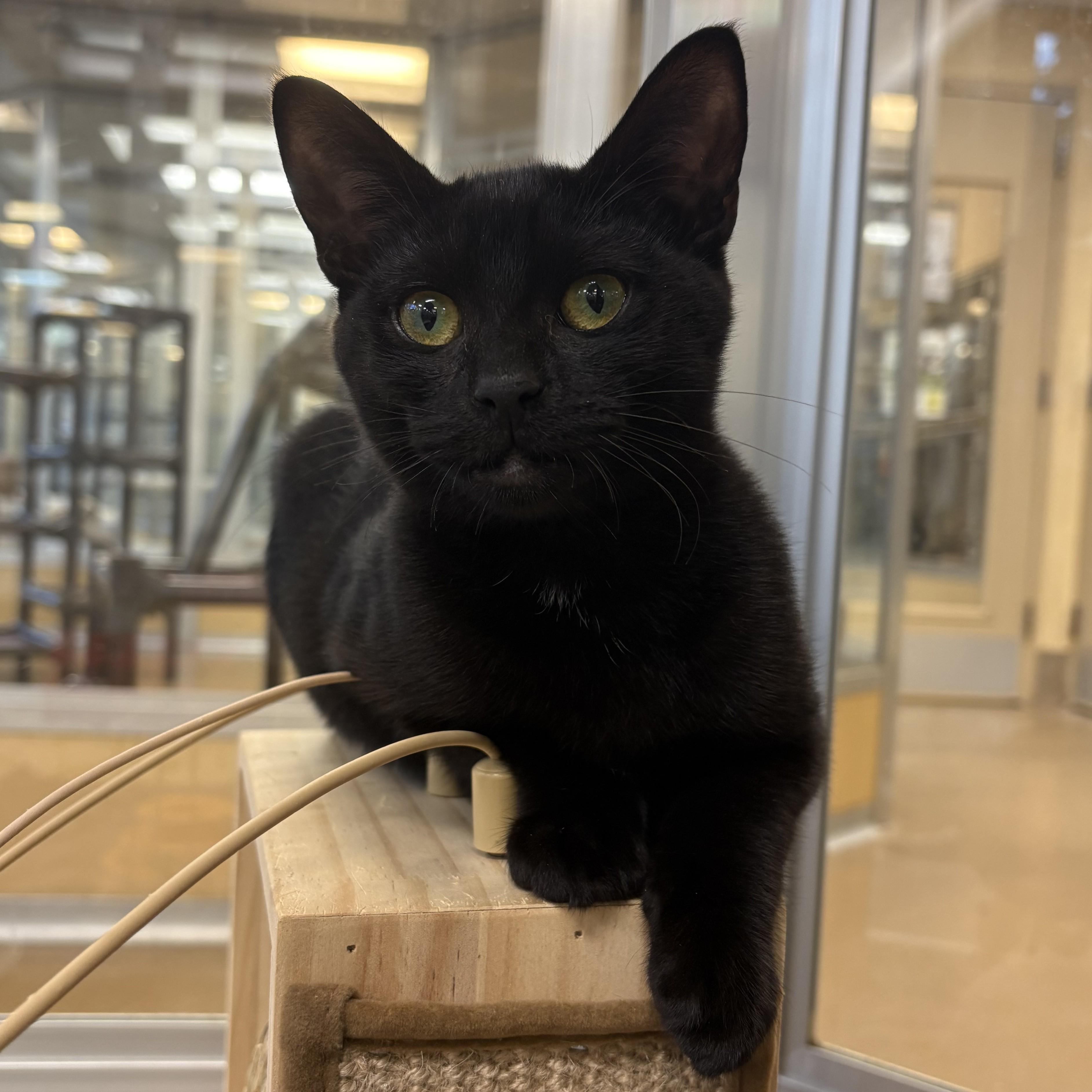 Enlarge Tippy & Toopy, a Adoptable Domestic Short Hair in Eatontown, NJ image 3/6