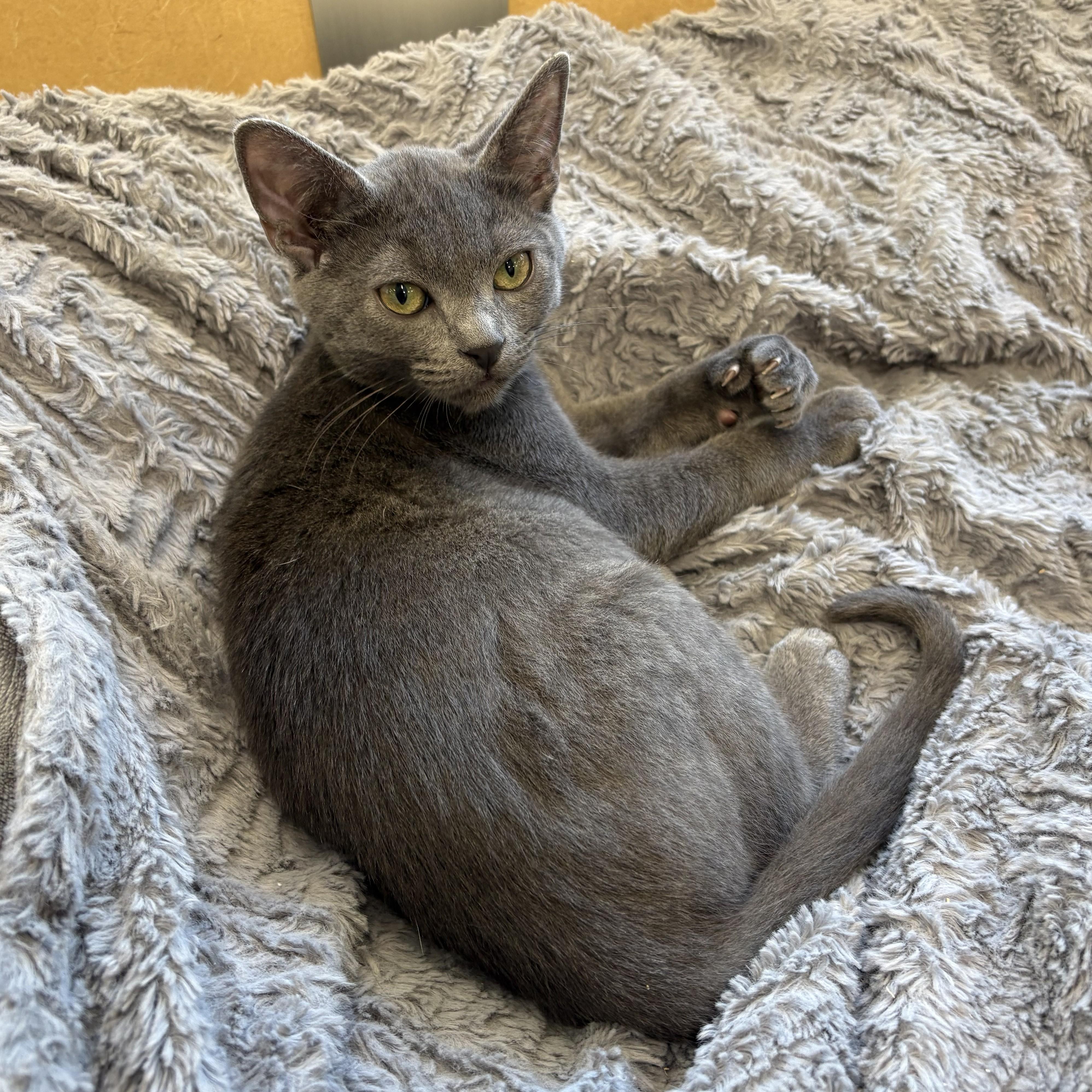 Enlarge Tippy & Toopy, a Adoptable Domestic Short Hair in Eatontown, NJ image 2/6