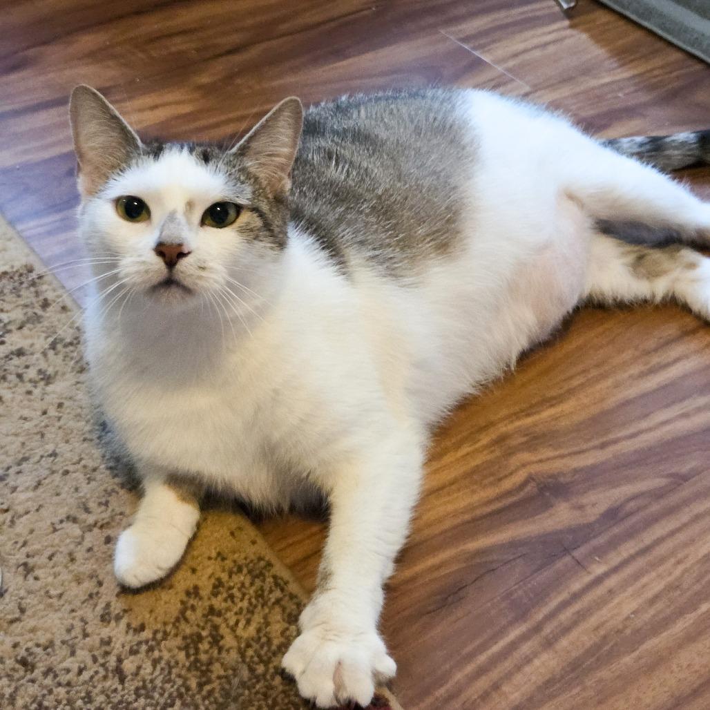 Ophelia, Adoptable, Adult Female Domestic Short Hair.