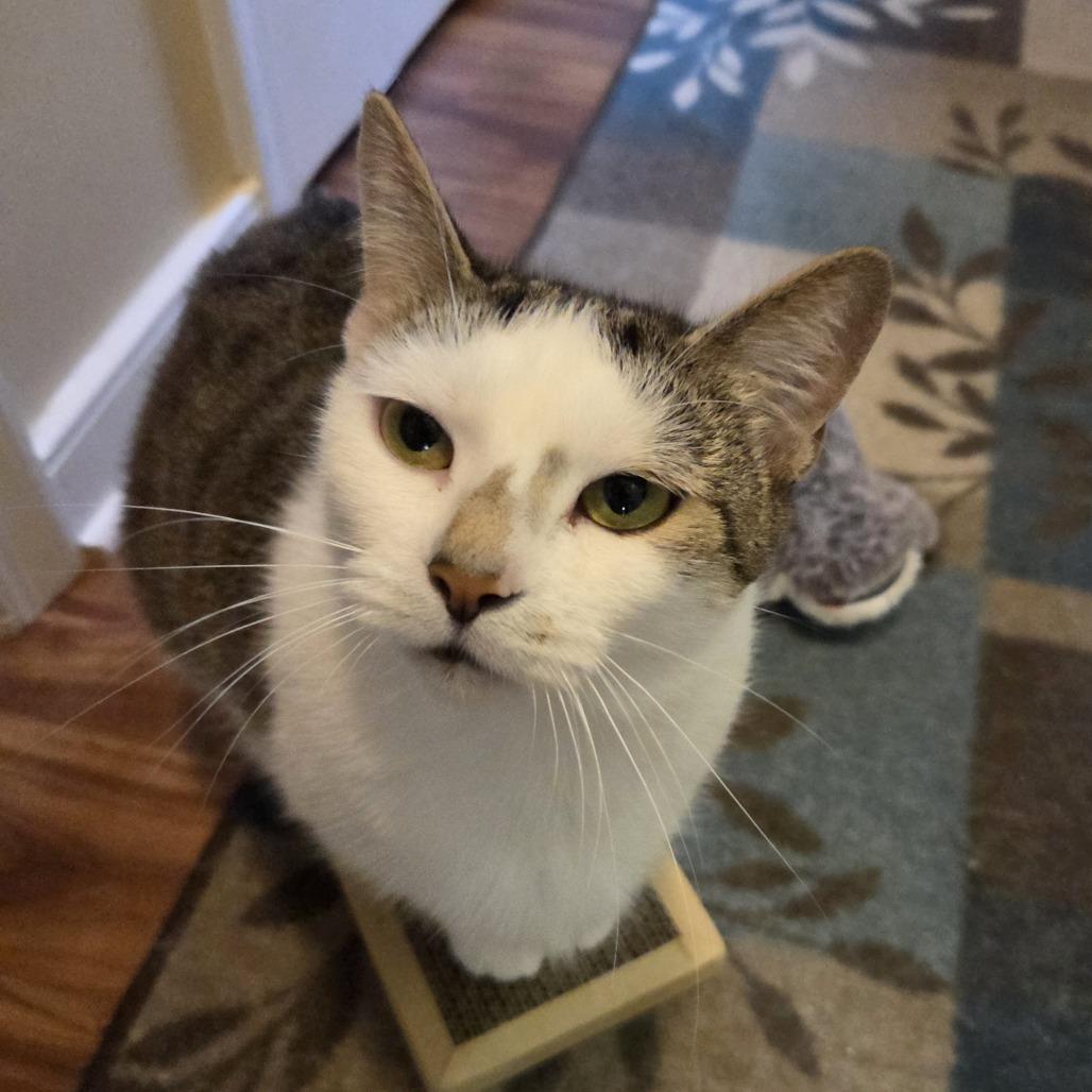 Enlarge Ophelia, a Adoptable Domestic Short Hair in Ashland, VA image 2/2