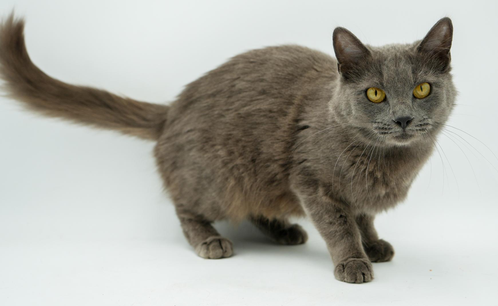 Enlarge Peach is DEFINITELY purrfect! She's a living doll! Therapy cat!!!, an adoptable mixed breed in Bedford Hills, NY image 3/6