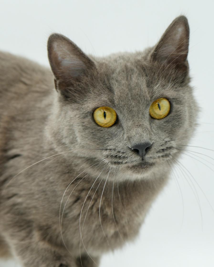 Enlarge Peach is DEFINITELY purrfect! She's a living doll! Therapy cat!!!, an adoptable mixed breed in Bedford Hills, NY image 5/6