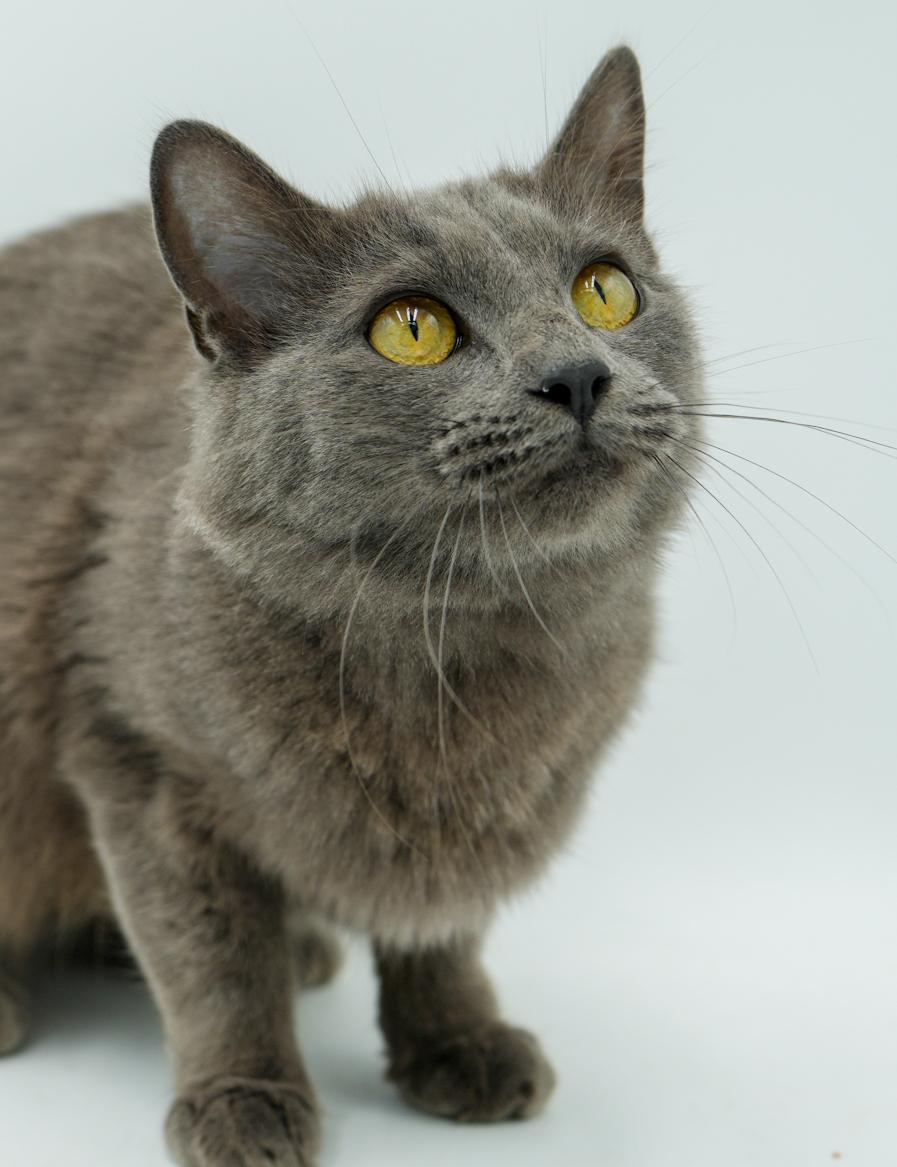 Enlarge Peach is DEFINITELY purrfect! She's a living doll! Therapy cat!!!, an adoptable mixed breed in Bedford Hills, NY image 2/6