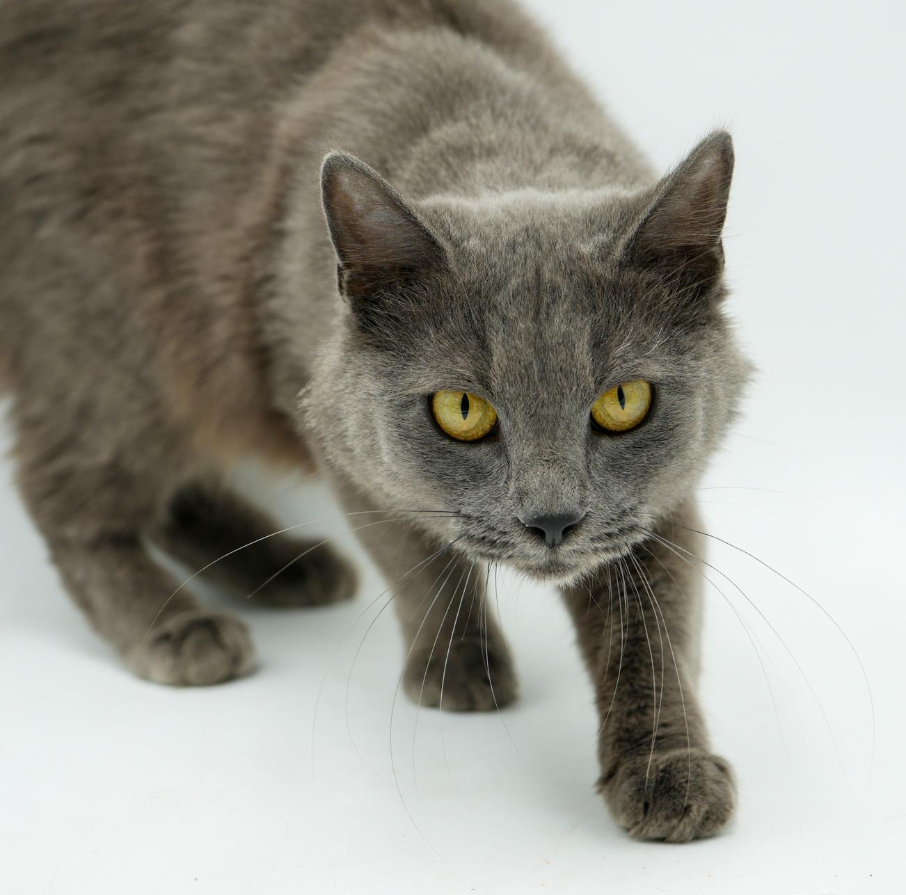 Enlarge Peach is DEFINITELY purrfect! She's a living doll! Therapy cat!!!, an adoptable mixed breed in Bedford Hills, NY image 6/6