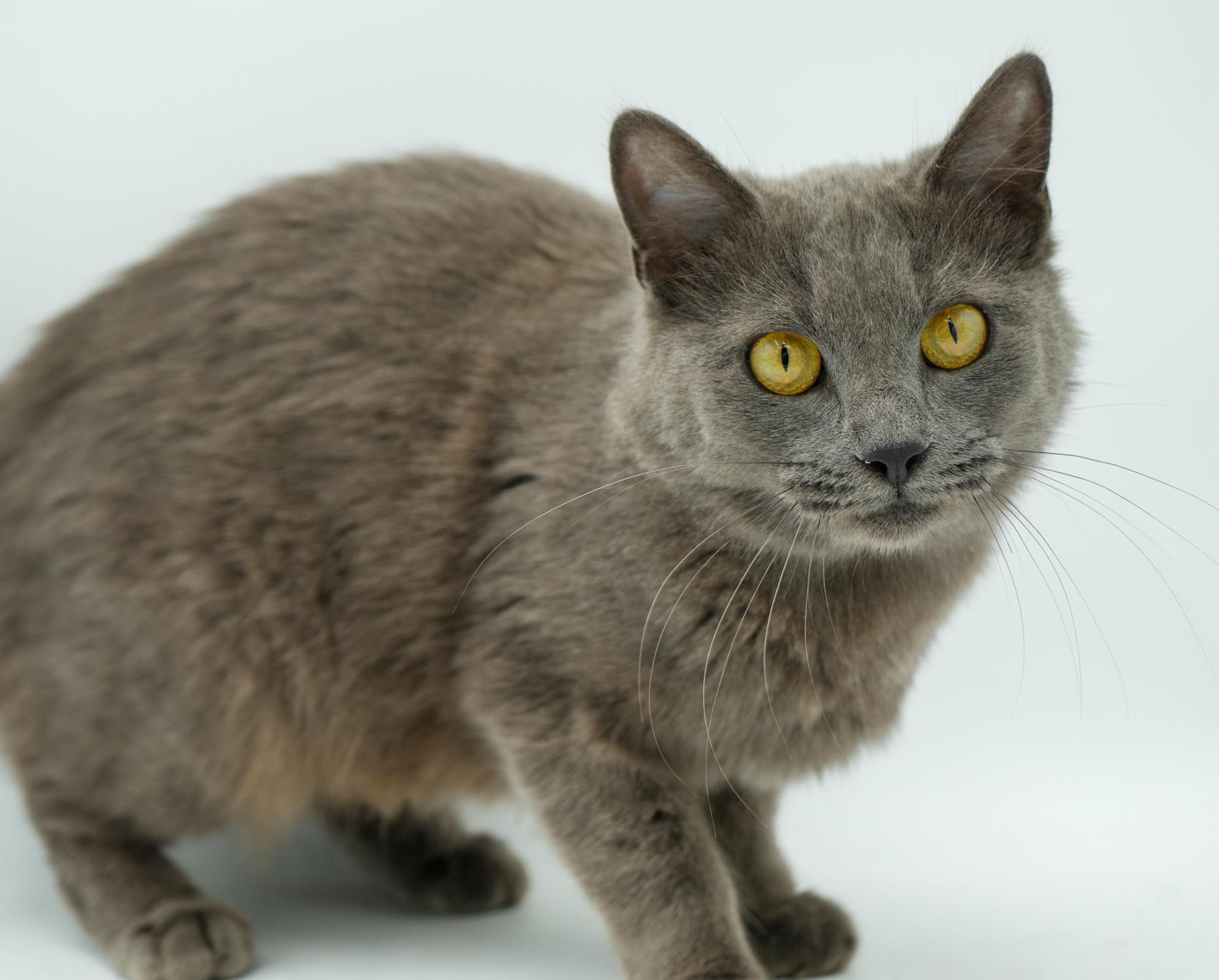 Enlarge Peach is DEFINITELY purrfect! She's a living doll! Therapy cat!!!, an adoptable mixed breed in Bedford Hills, NY image 4/6