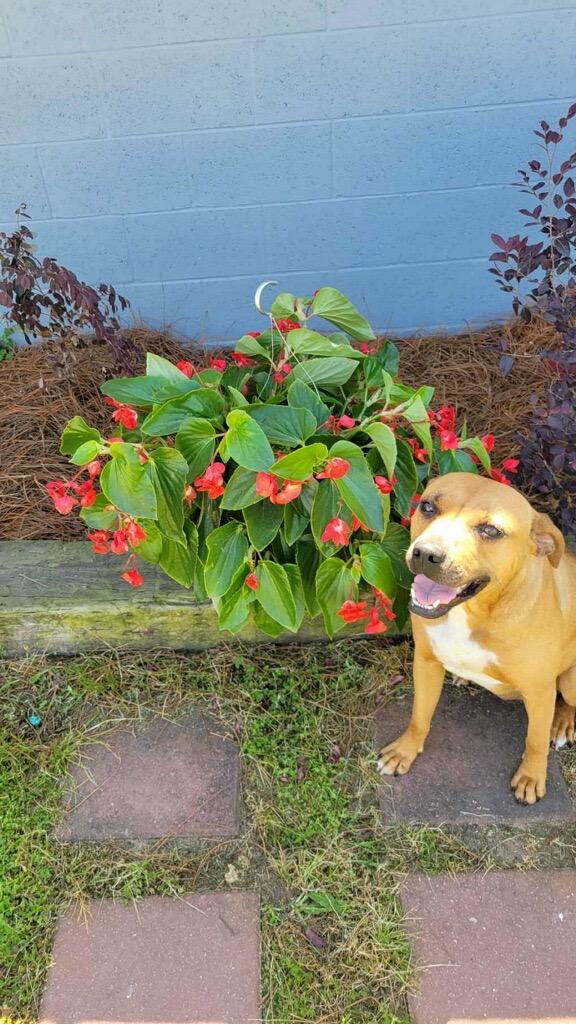 Juliet, Adoptable, Young Female Catahoula Leopard Dog & Mixed Breed.