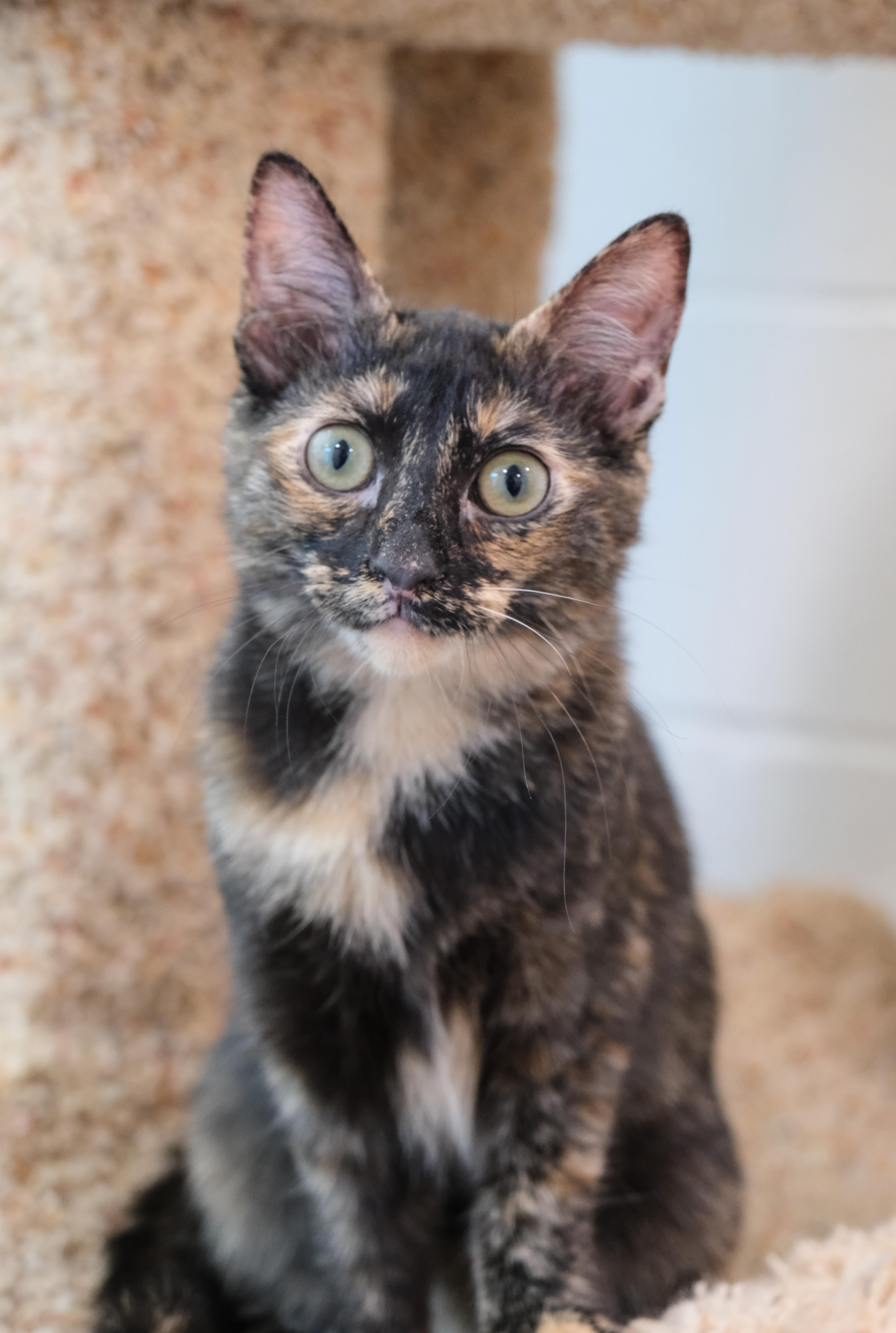 Shelly, a Adoptable Domestic Short Hair in Newport Beach, CA image 3/5