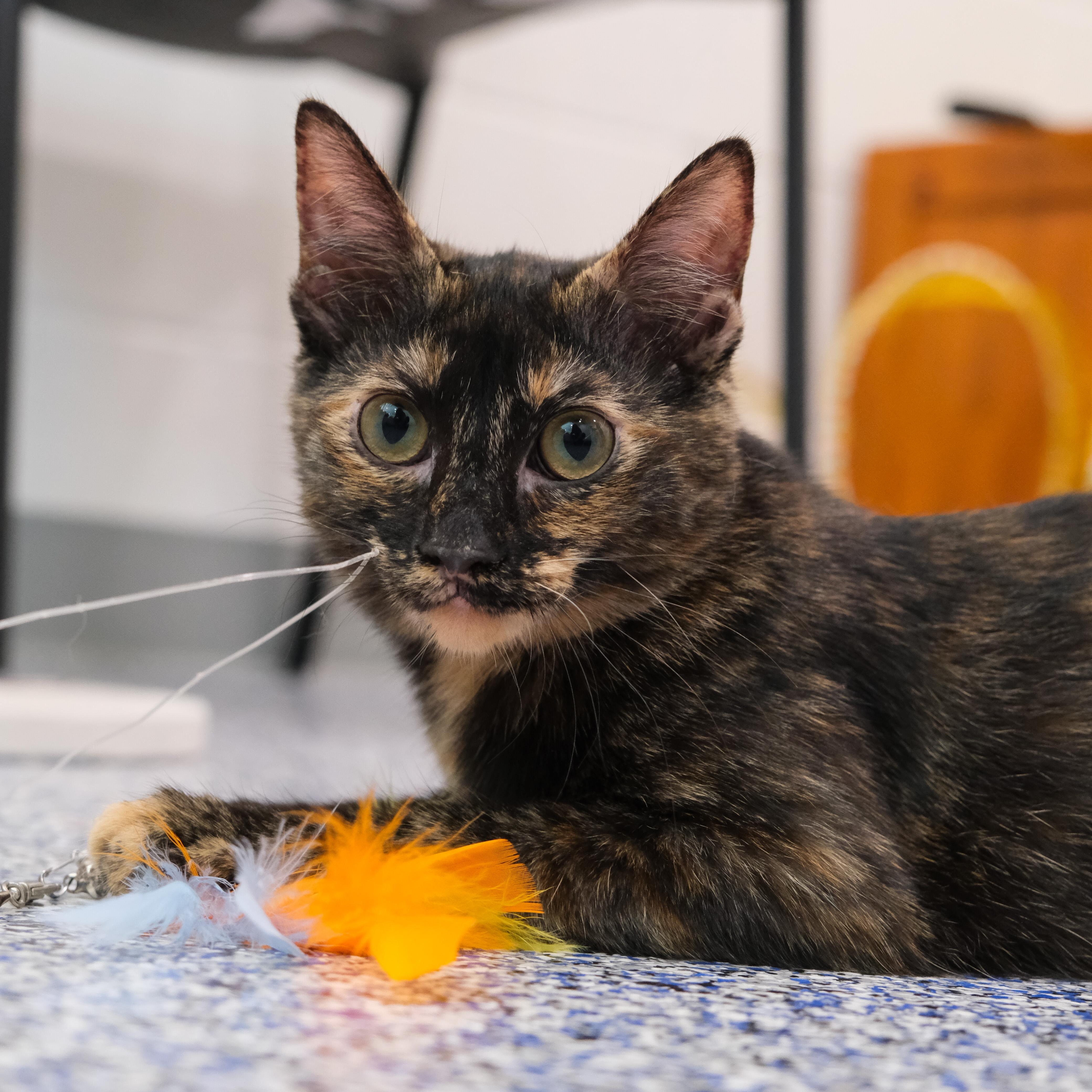 Shelly, a Adoptable Domestic Short Hair in Newport Beach, CA image 1/5