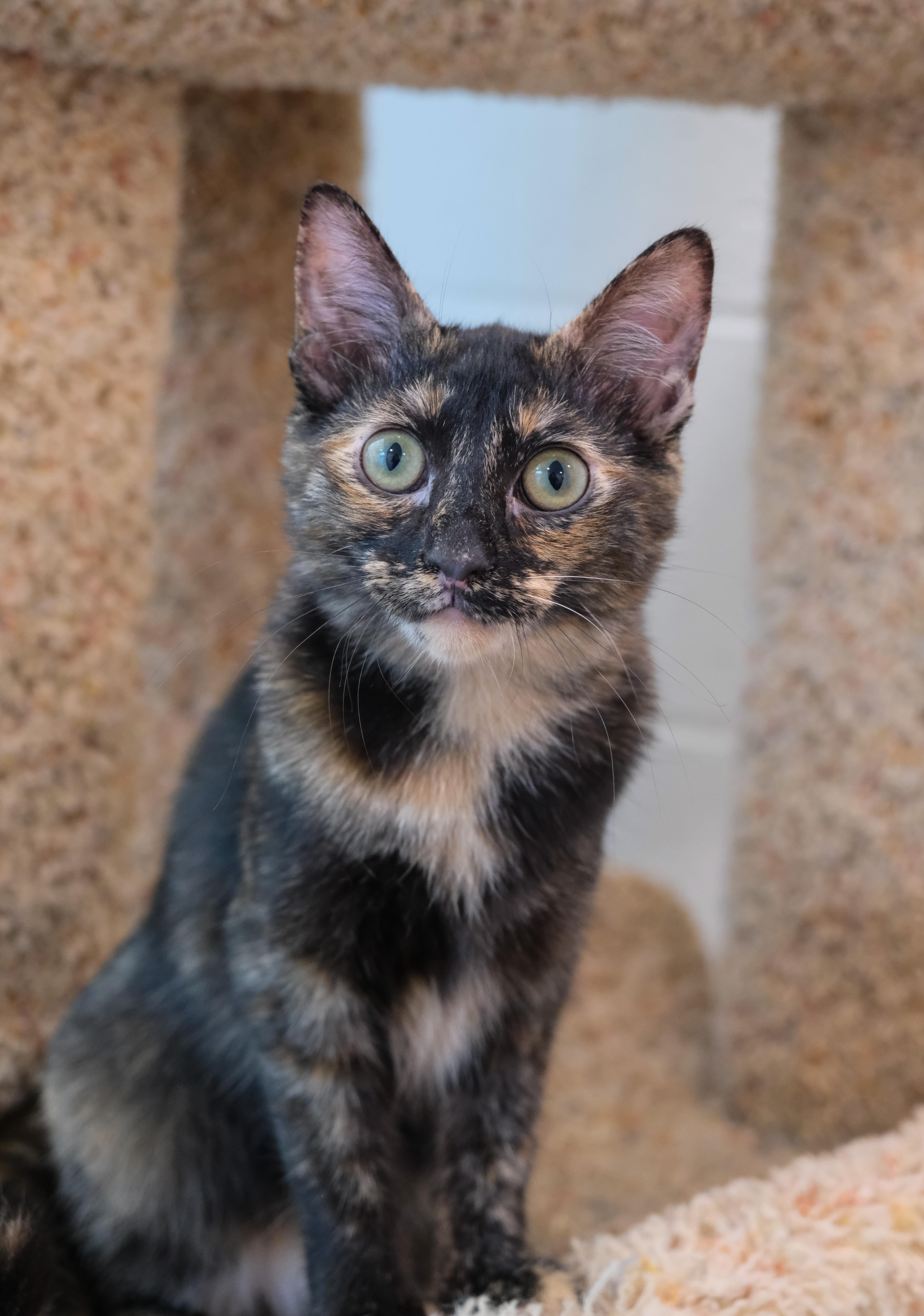 Shelly, a Adoptable Domestic Short Hair in Newport Beach, CA image 4/5