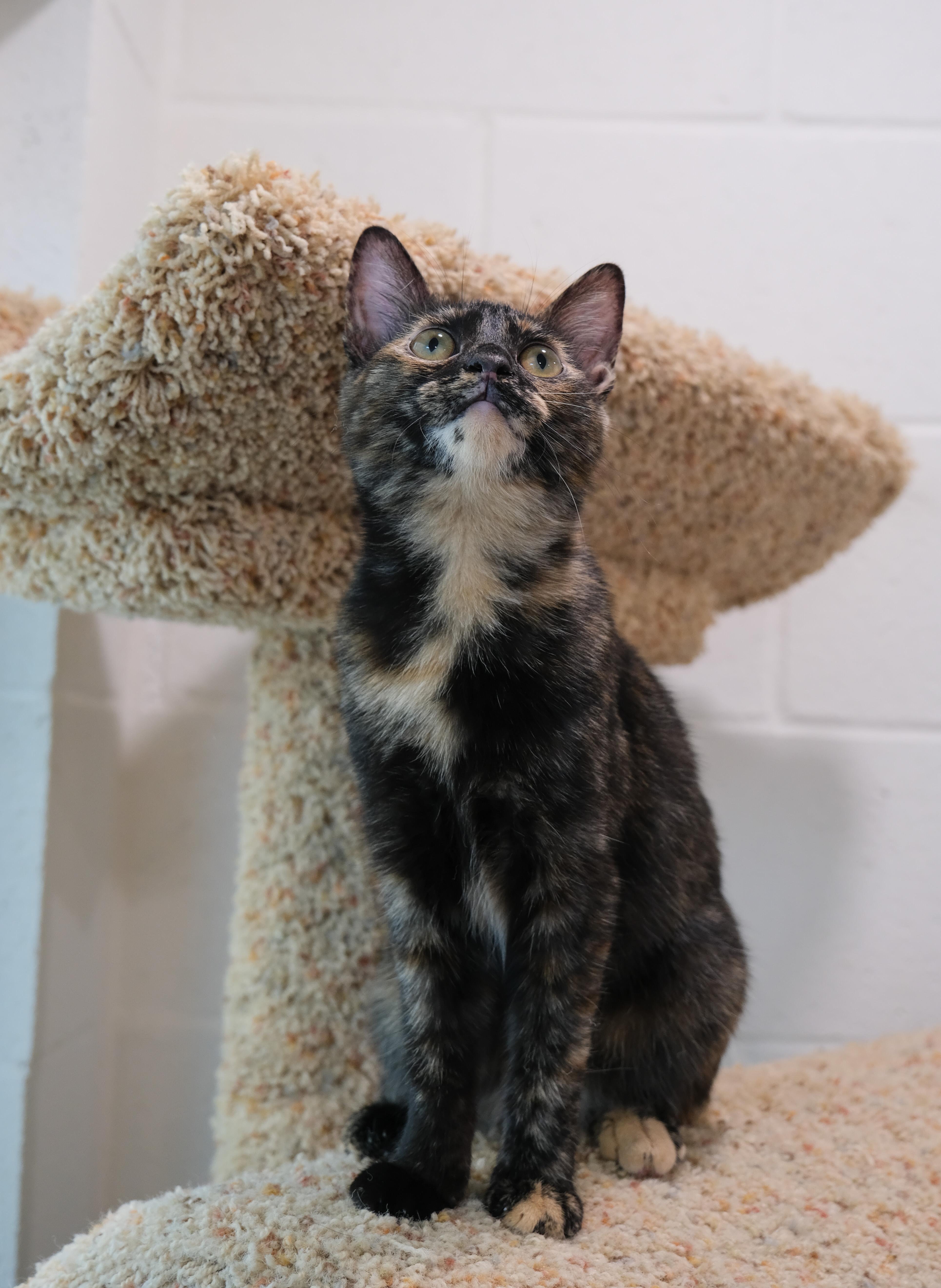 Shelly, a Adoptable Domestic Short Hair in Newport Beach, CA image 5/5