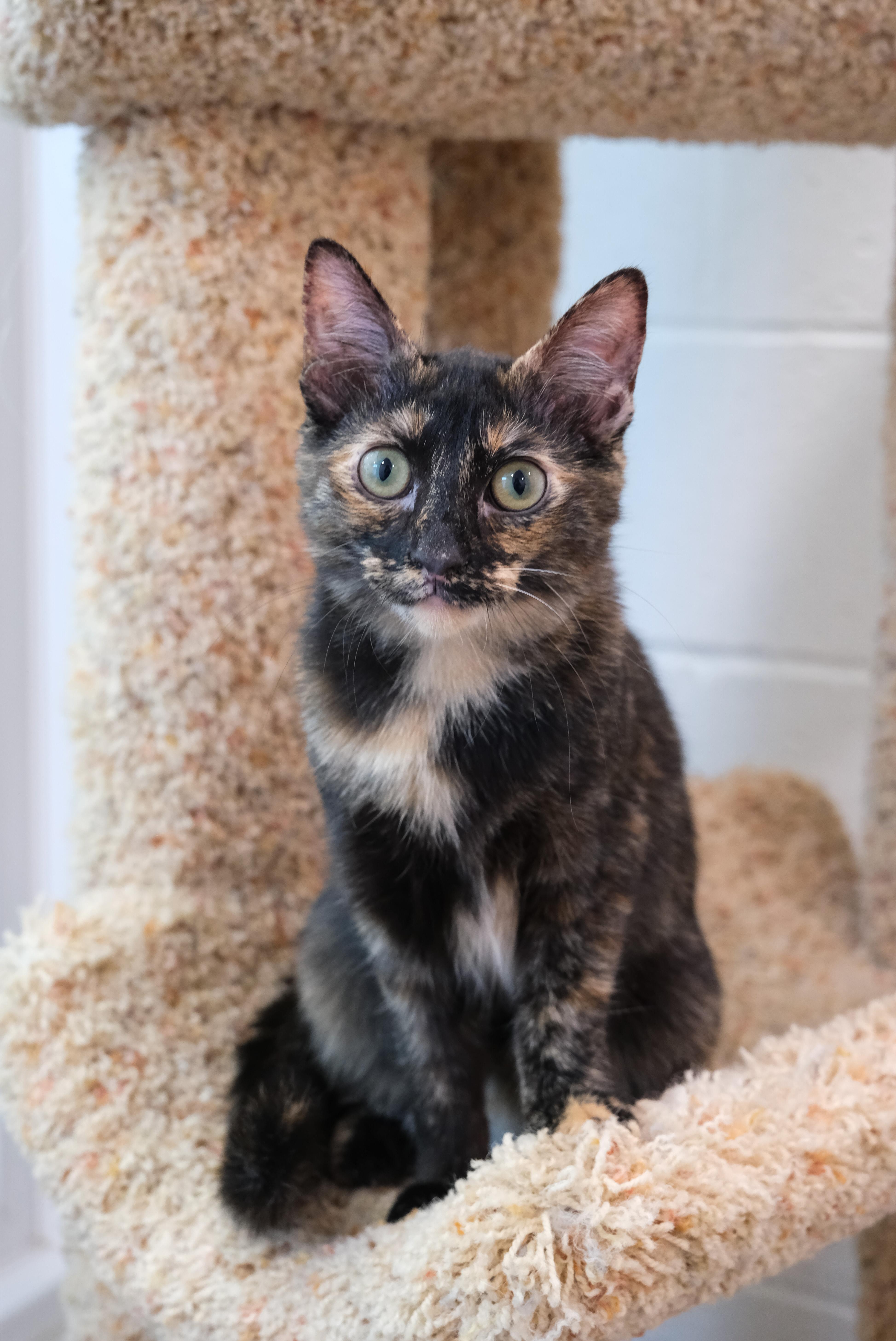 Shelly, a Adoptable Domestic Short Hair in Newport Beach, CA image 2/5