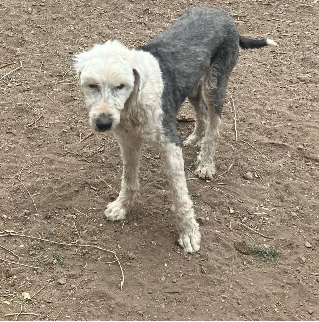 Molly, a Adoptable Old English Sheepdog in Argyle, TX image 1/3