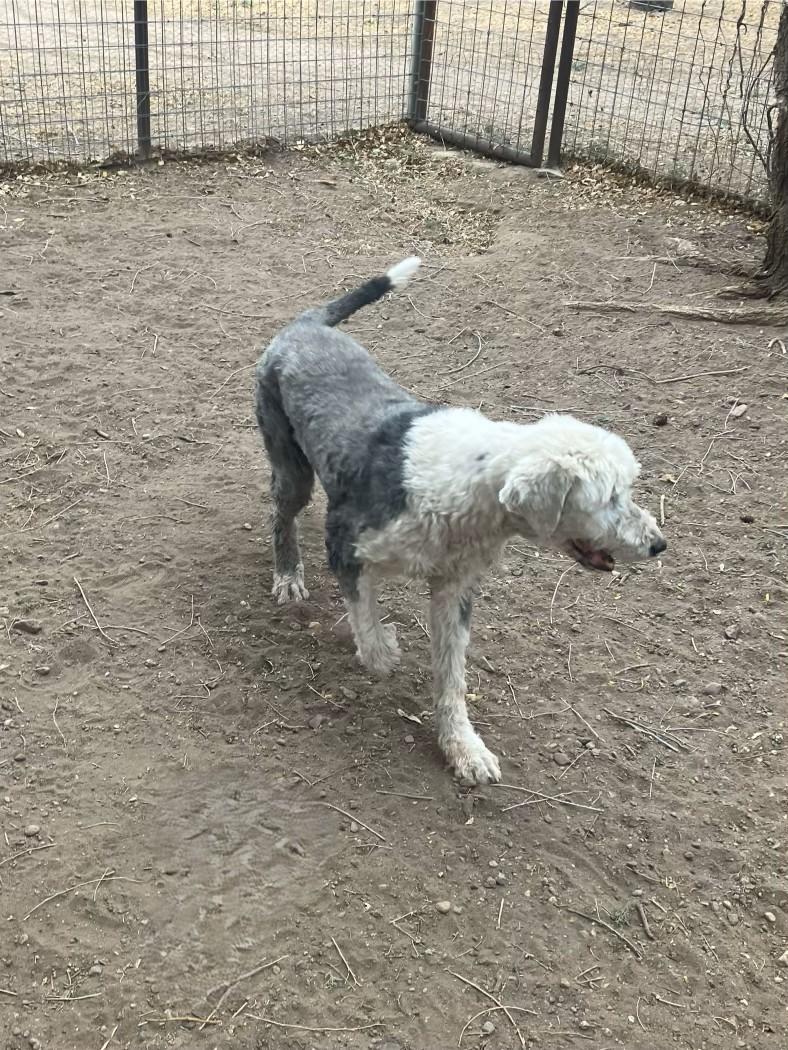 Molly, Adoptable, Adult Female Old English Sheepdog.