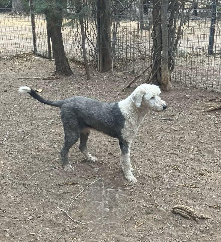 Molly, a Adoptable Old English Sheepdog in Argyle, TX image 3/3