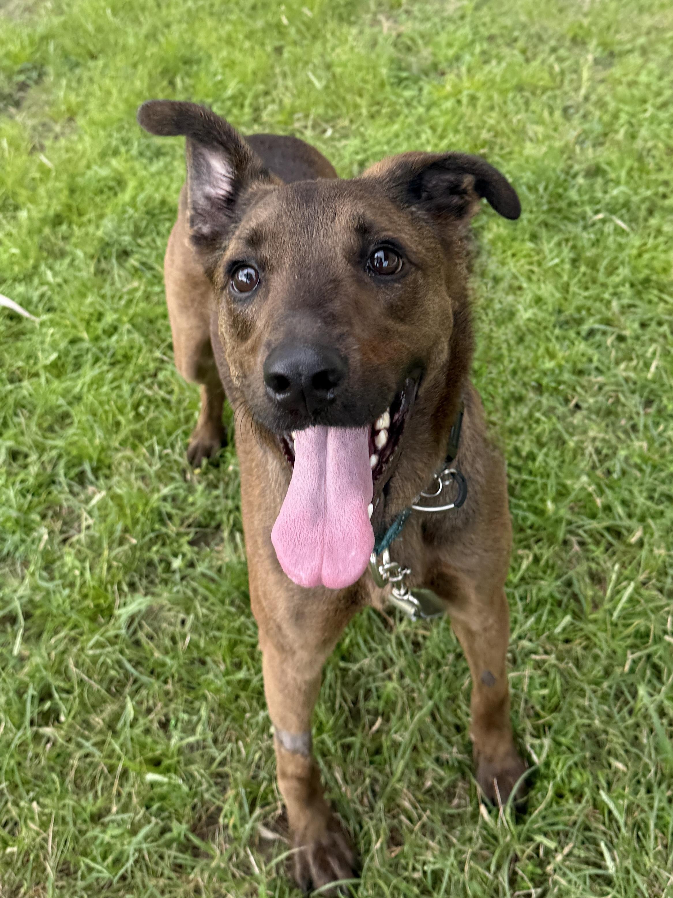 Enlarge Bailey, a Adoptable mixed breed in Awendaw, SC image 2/2