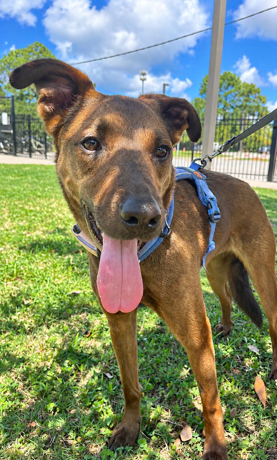 Bailey, Adoptable, Adult Female Belgian Shepherd / Malinois.