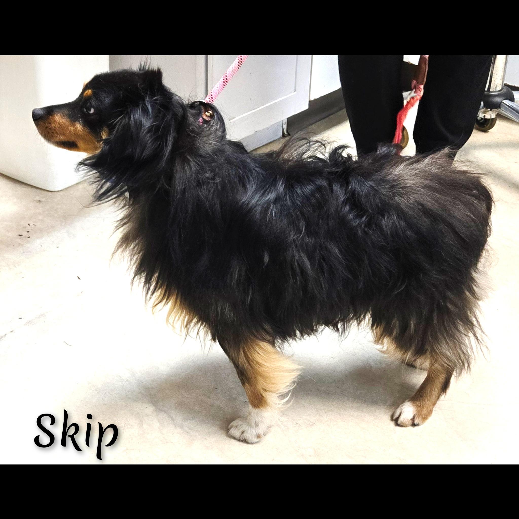 Skip, an adopted Australian Shepherd in Fredericksburg, VA image 6/6