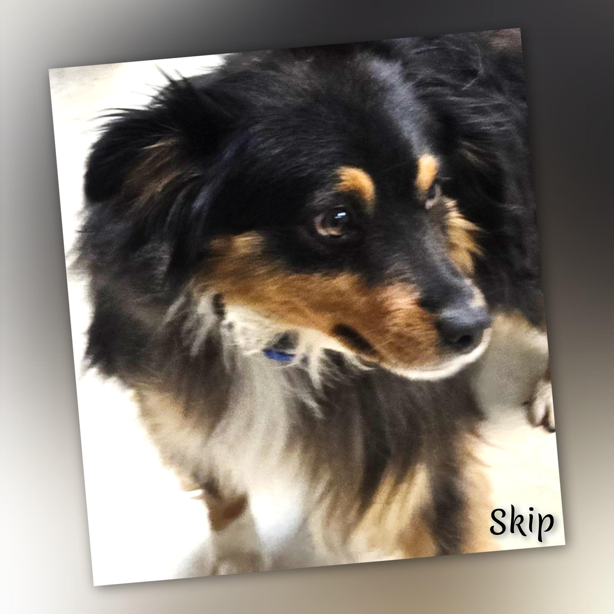 Skip, an adopted Australian Shepherd in Fredericksburg, VA image 3/6