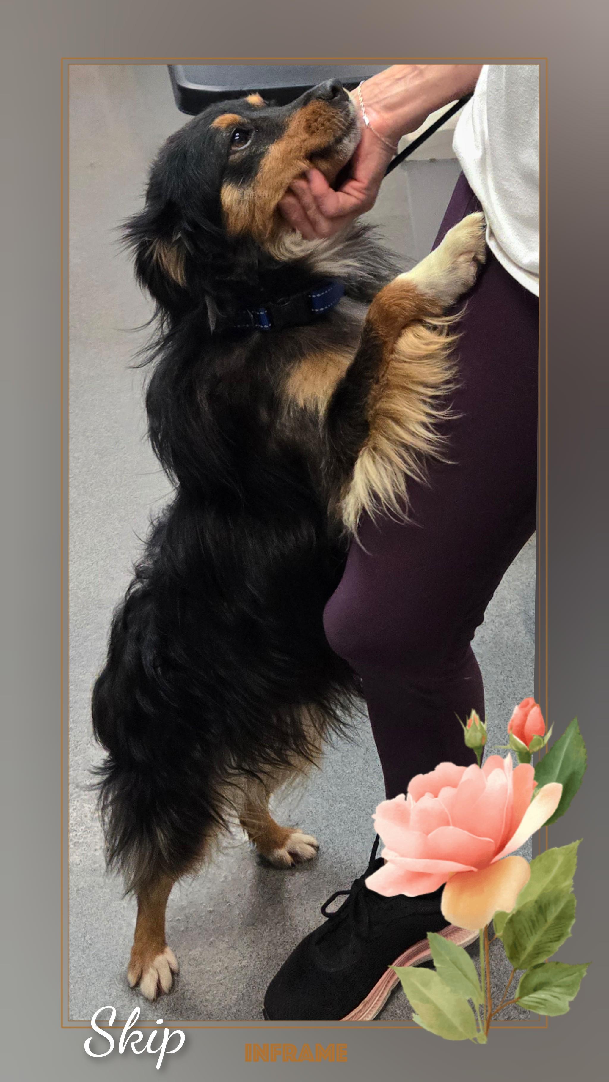 Skip, an adopted Australian Shepherd in Fredericksburg, VA image 5/6