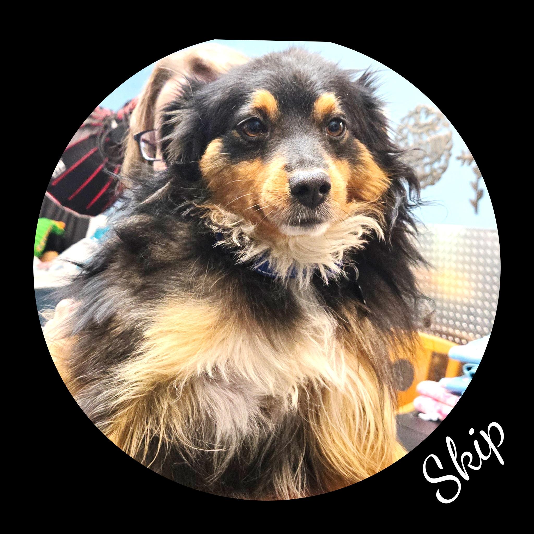 Skip, adopted, Adult Male Australian Shepherd.