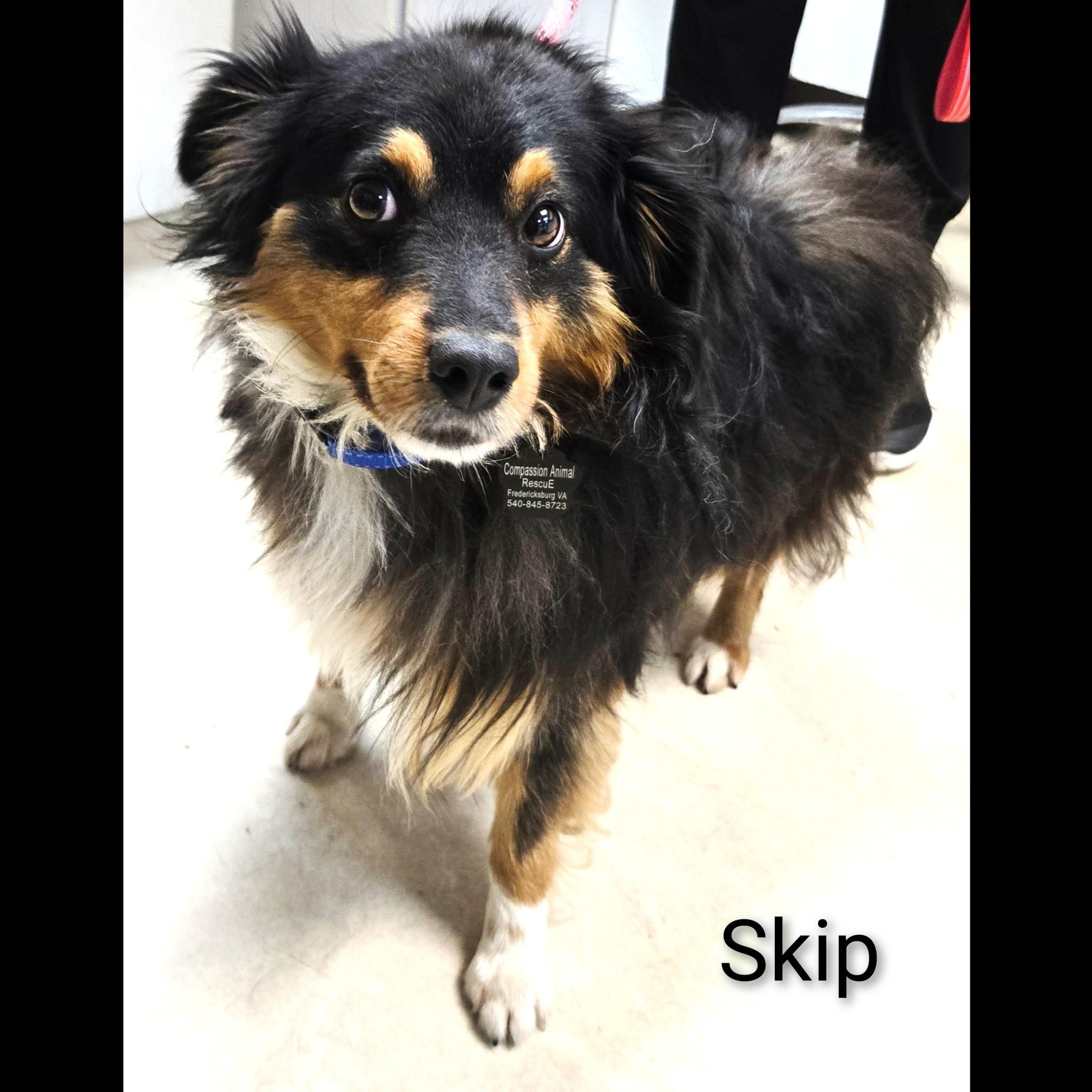 Skip, an adopted Australian Shepherd in Fredericksburg, VA image 2/6
