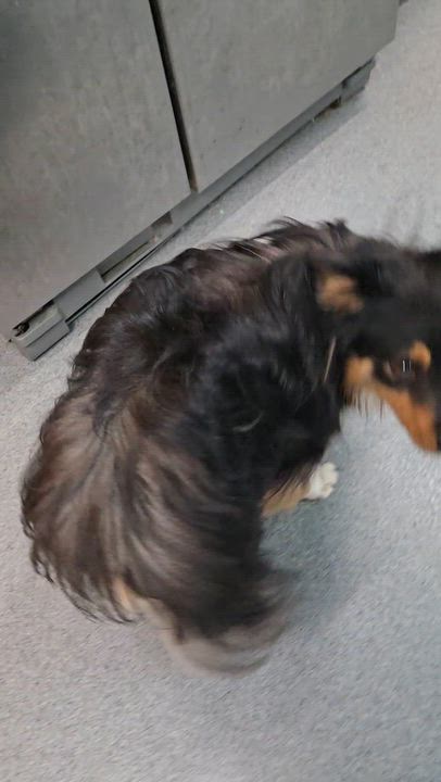 Enlarge Skip, an adopted Australian Shepherd in Fredericksburg, VA video 4/6