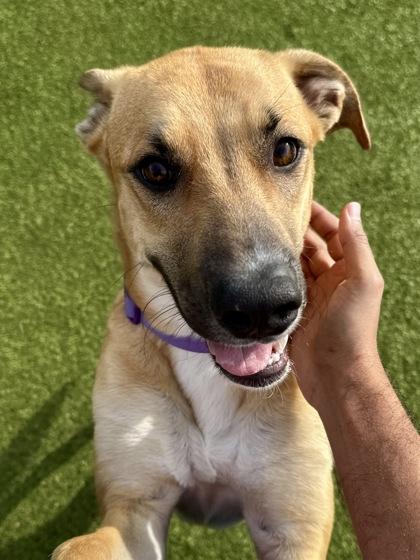 Enlarge Bella, a Adoptable mixed breed in Wichita, KS image 2/3