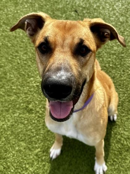 Enlarge Bella, a Adoptable mixed breed in Wichita, KS image 3/3