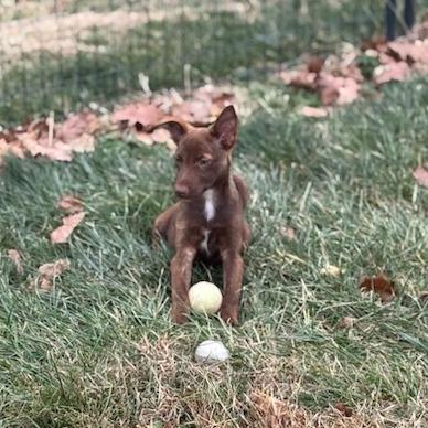 Henry, Adoptable, Puppy Male Chihuahua.
