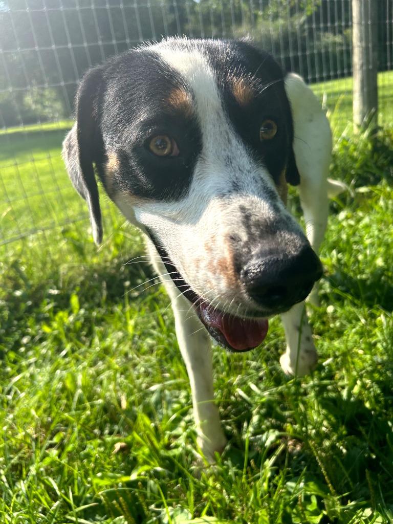 Leggs, Adoptable, Adult Male Hound.