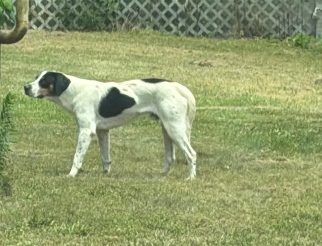 Enlarge Leggs, a Adoptable Hound in Greencastle, IN image 2/3