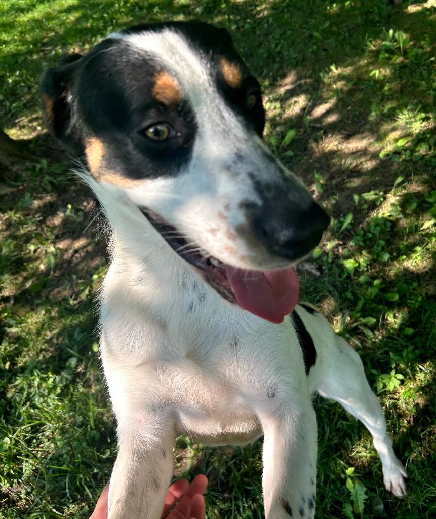 Enlarge Leggs, a Adoptable Hound in Greencastle, IN image 3/3