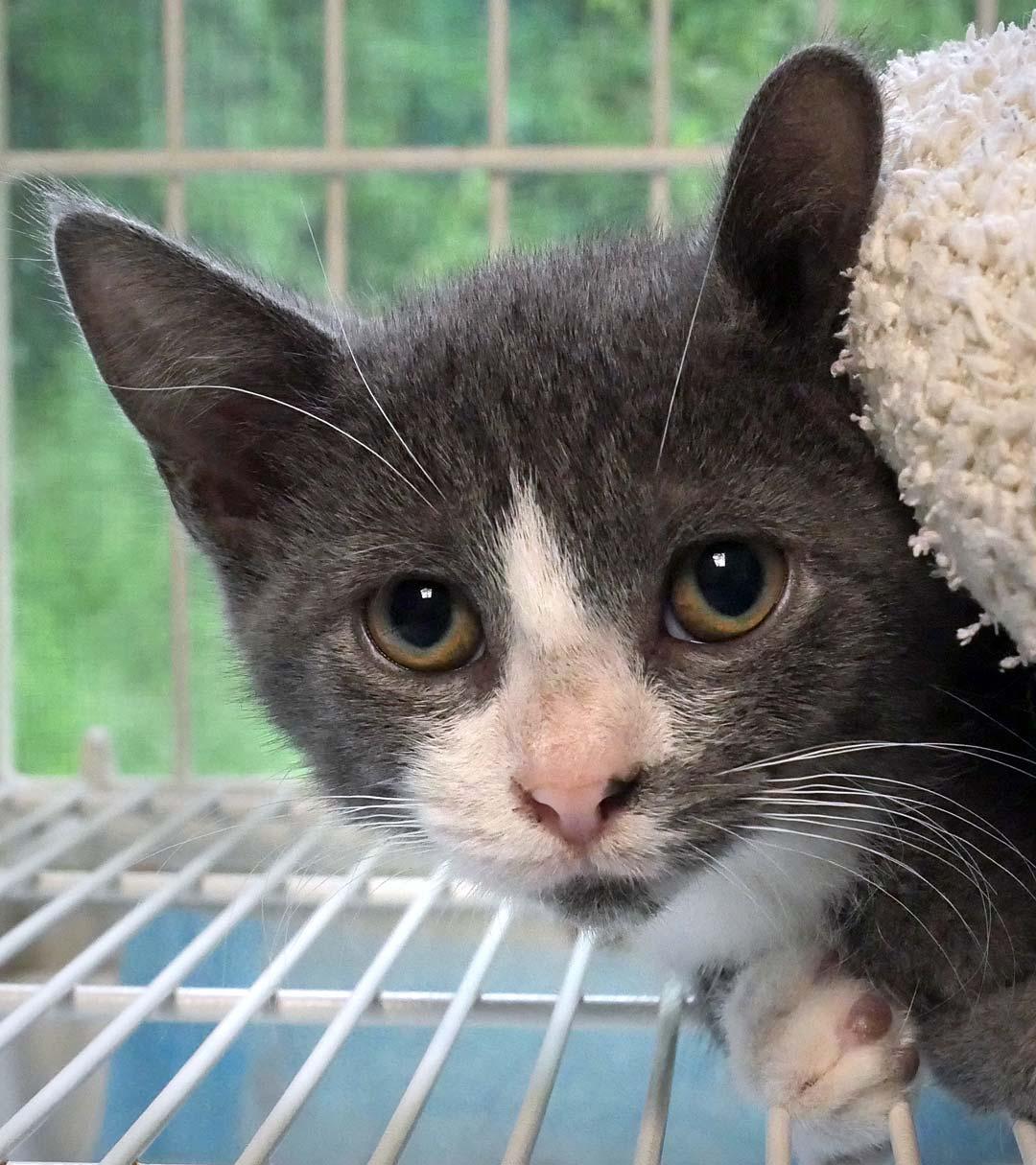 Buttercup, a ADOPTABLE Domestic Short Hair in Bloomingdale, NJ image 4/4