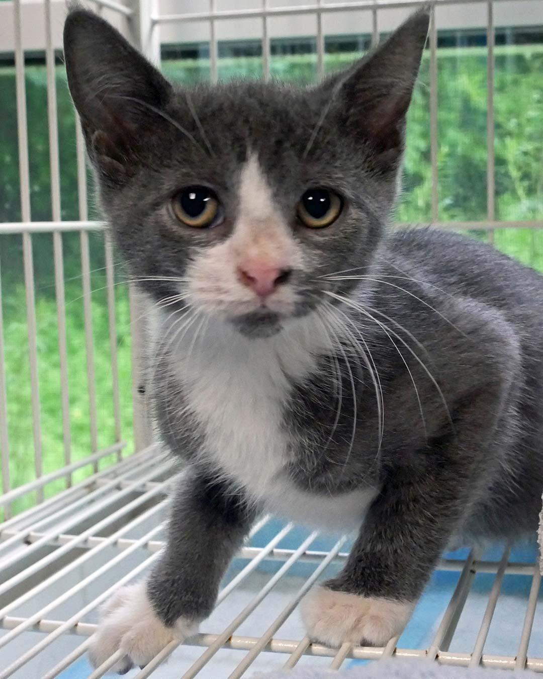 Buttercup, a ADOPTABLE Domestic Short Hair in Bloomingdale, NJ image 3/4