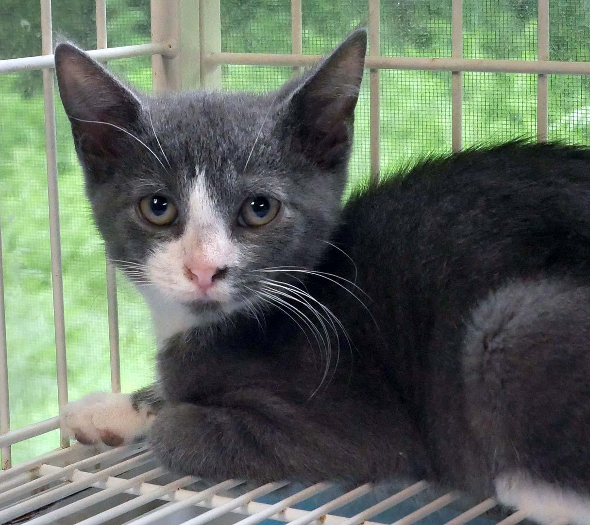 Buttercup, a ADOPTABLE Domestic Short Hair in Bloomingdale, NJ image 2/4