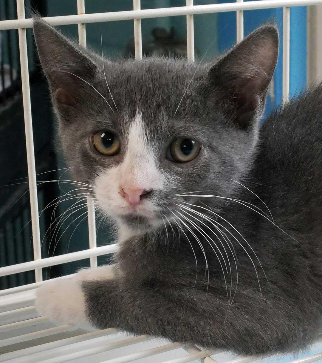 Buttercup, ADOPTABLE, Kitten Male Domestic Short Hair.