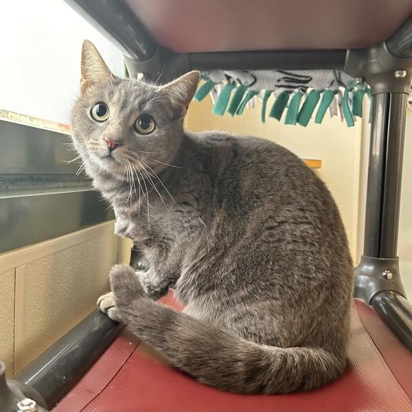 Pepper, Adoptable, Young Female Domestic Short Hair.