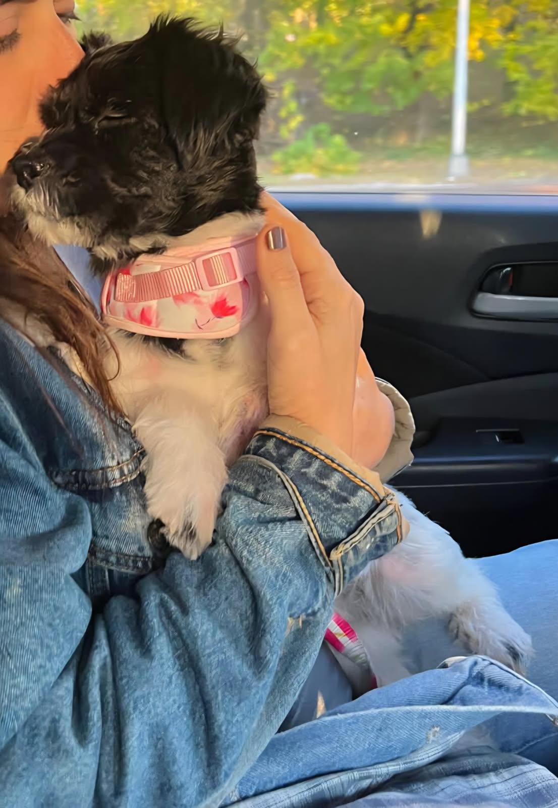 Poppy, an adopted mixed breed in Pleasant Valley, NY image 3/3