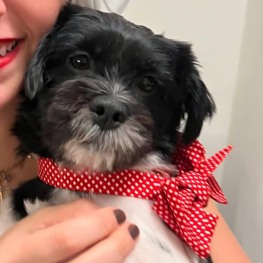 Poppy, adopted, Young Female Shih Tzu.