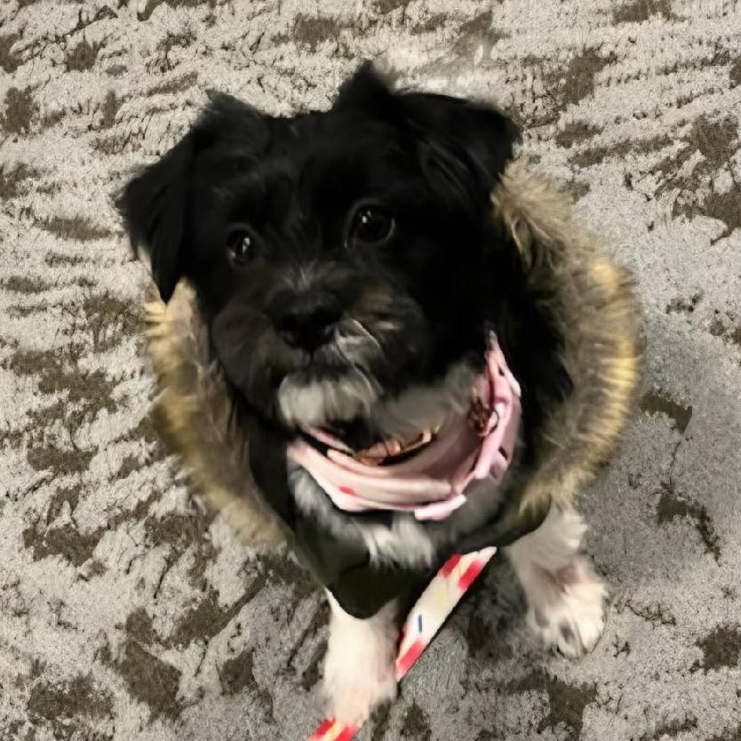 Poppy, an adopted mixed breed in Pleasant Valley, NY image 2/3