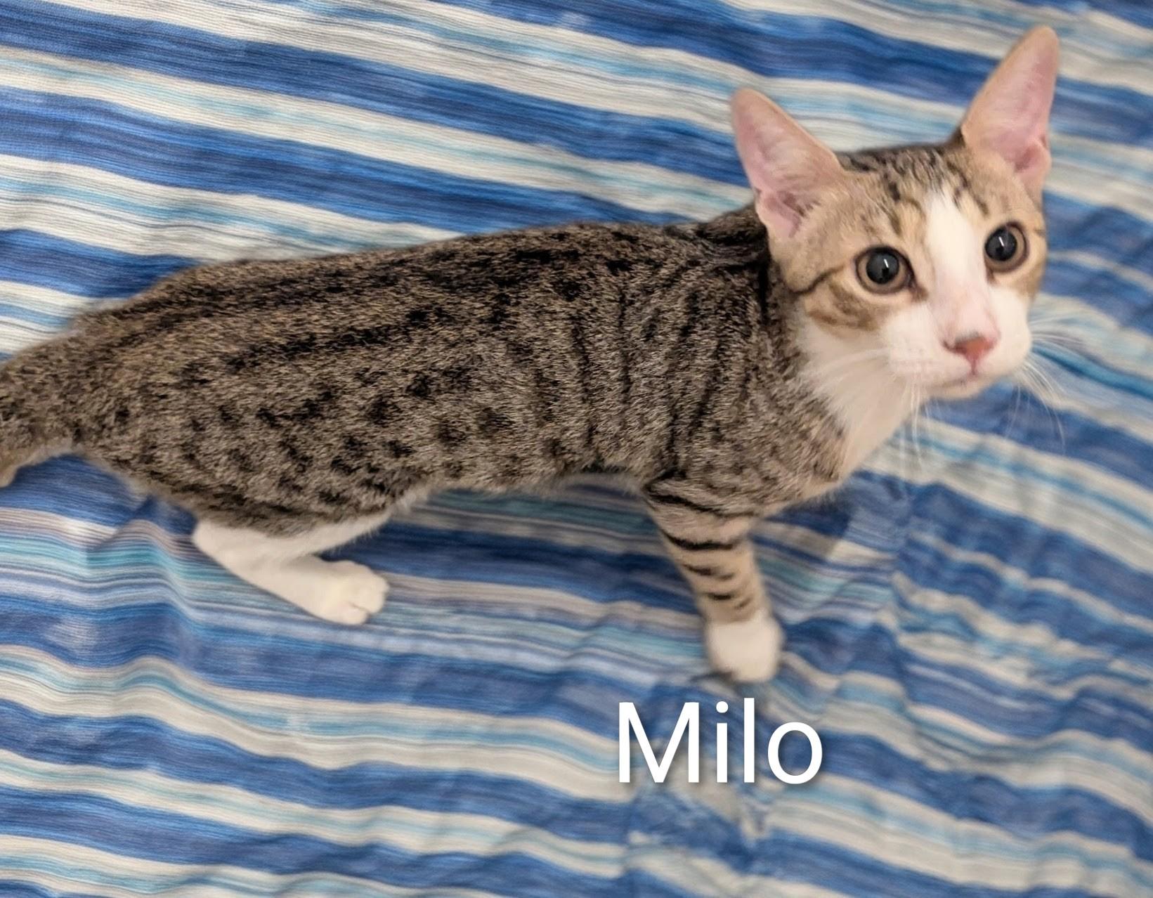 Enlarge Milo, a ADOPTABLE Domestic Short Hair in Fort Myers Beach, FL image 2/2