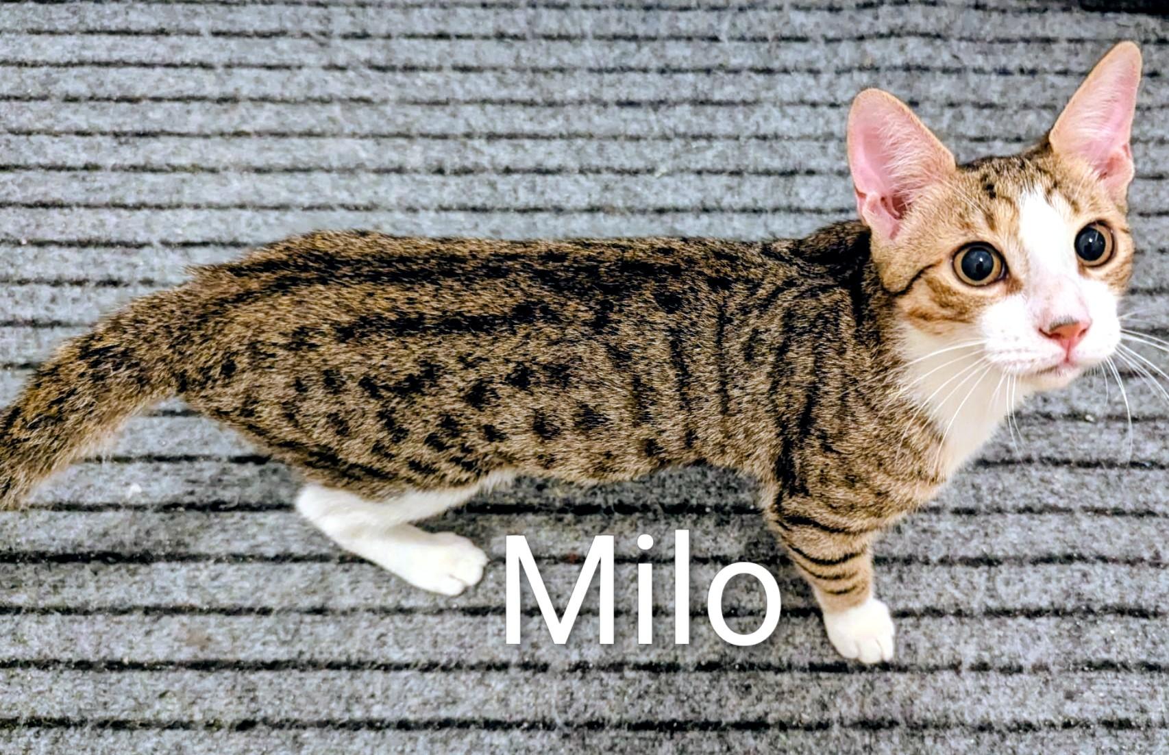 Milo, ADOPTABLE, Young Male Domestic Short Hair.