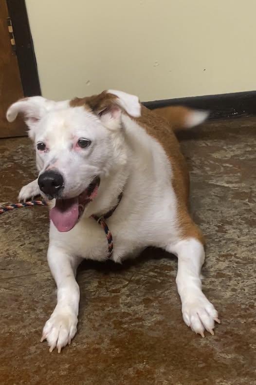 Enlarge DIXIE, a Adopted mixed breed in Cullman, AL image 1/1