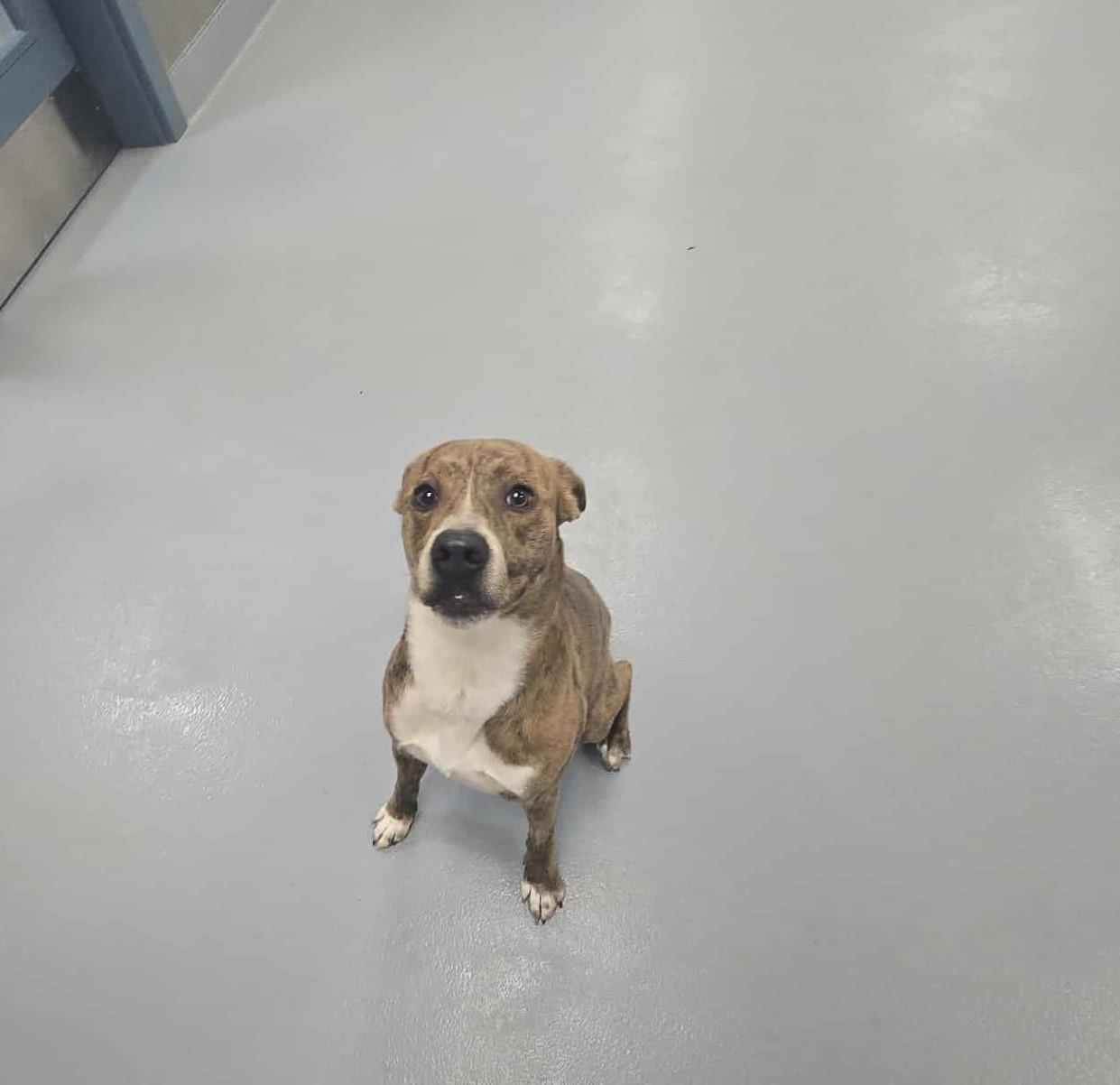 Enlarge Jaq, a Adoptable mixed breed in Silver Springs, NV image 1/5