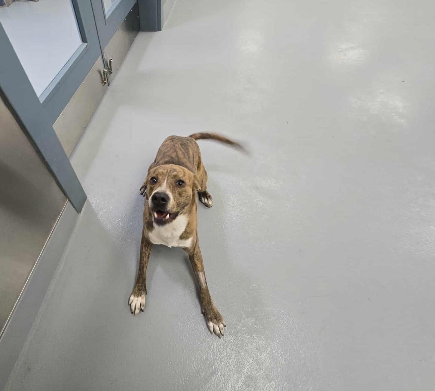 Enlarge Jaq, a Adoptable mixed breed in Silver Springs, NV image 2/5