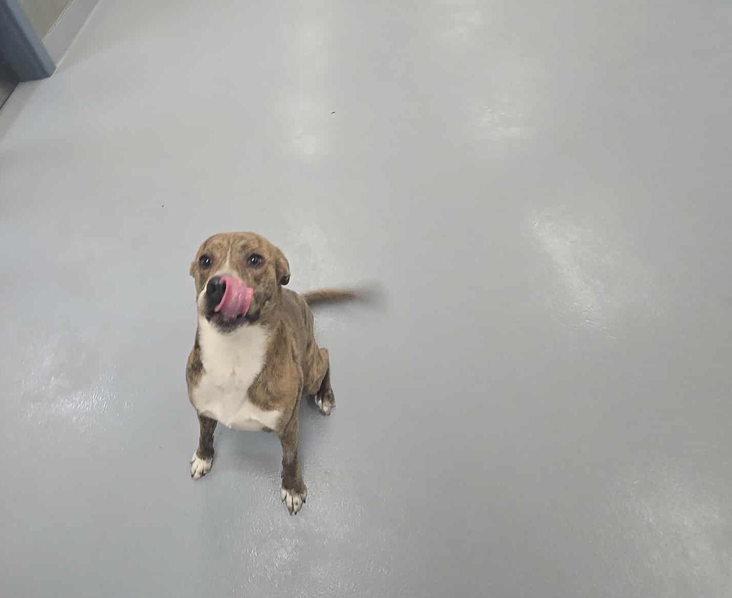 Enlarge Jaq, a Adoptable mixed breed in Silver Springs, NV image 4/5