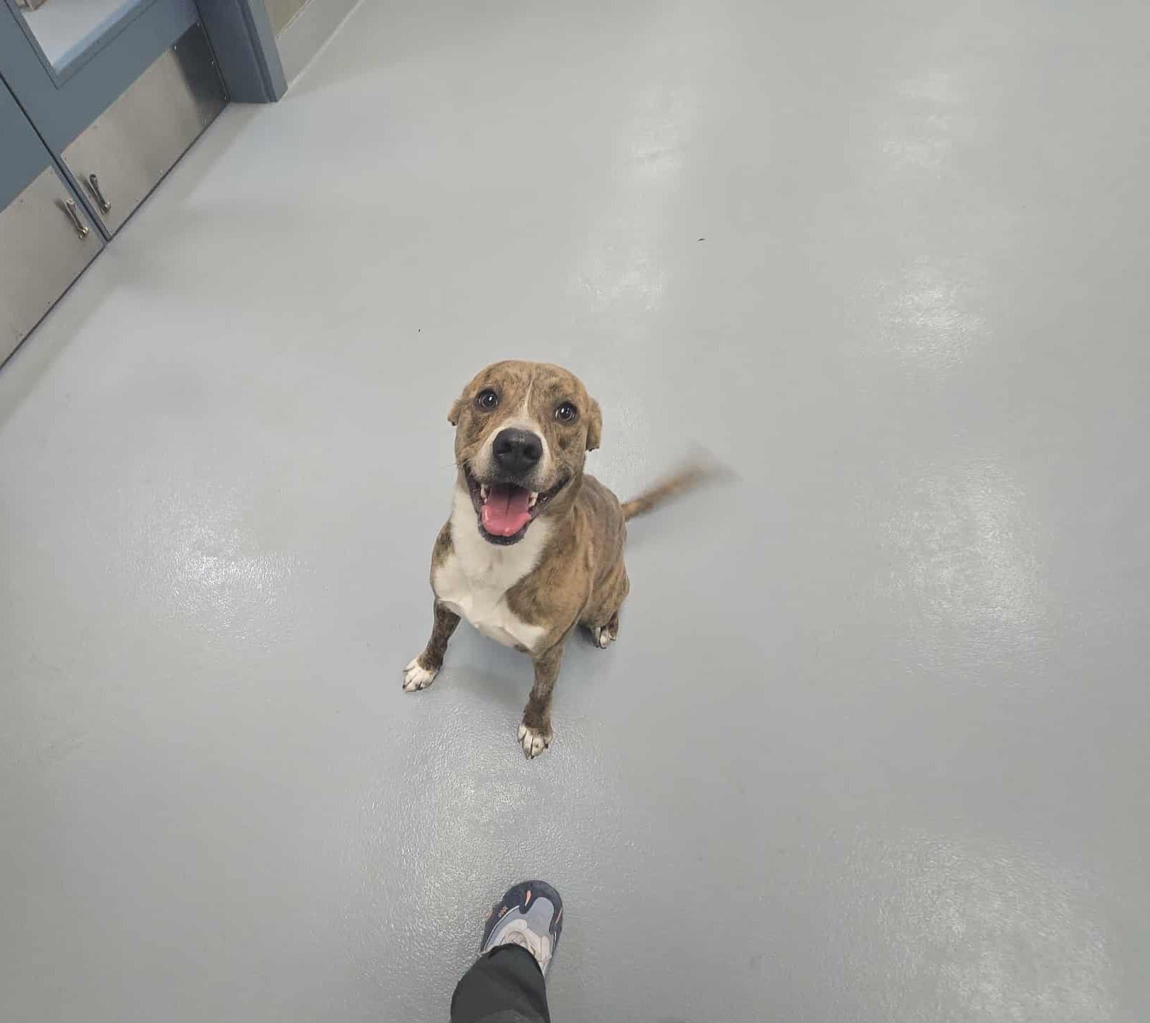 Enlarge Jaq, a Adoptable mixed breed in Silver Springs, NV image 5/5