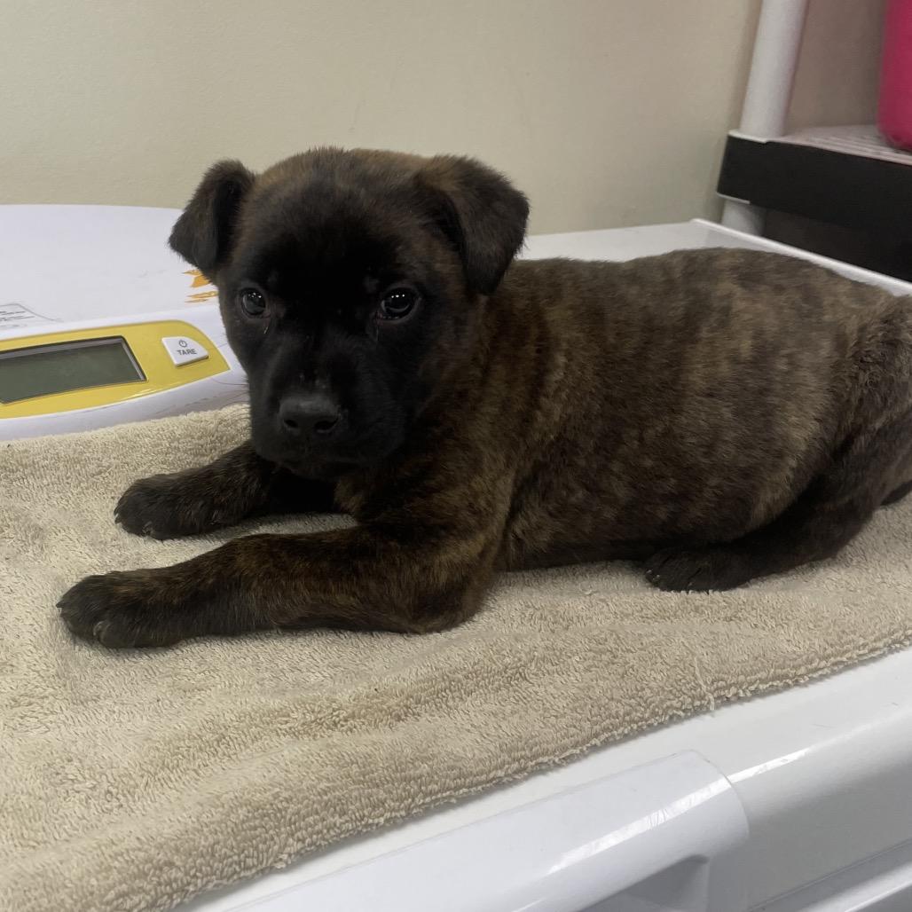 Sprout, Adoptable, Puppy Male Retriever & Mixed Breed.