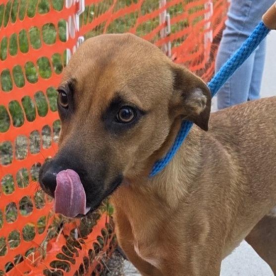 Robin, Adoptable, Young Male Mixed Breed.